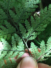 Parapolystichum microsorum pentangulare