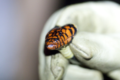 Micrurus surinamensis