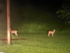Odocoileus virginianus