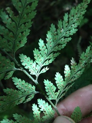 Parapolystichum microsorum pentangulare