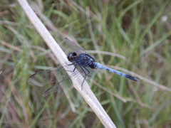 Erythrodiplax cleopatra