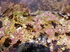 Acanthochitona crinita