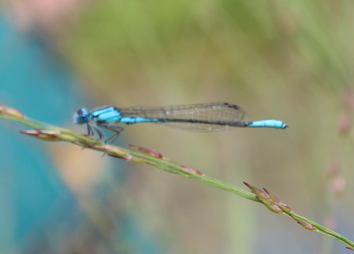 Azure Bluet photographed in Pennsylvania