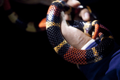 Micrurus surinamensis