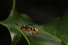 Leopoldius coronatus