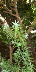 Portulaca grandiflora