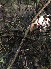 Parapolystichum microsorum pentangulare