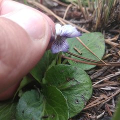 Viola hemsleyana