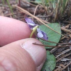 Viola hemsleyana