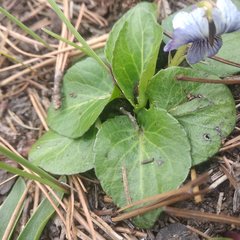 Viola hemsleyana