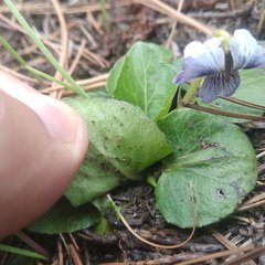 Viola hemsleyana