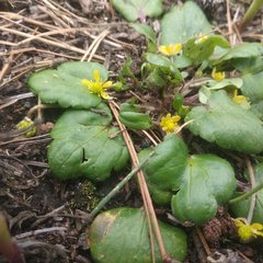 Ranunculus donianus
