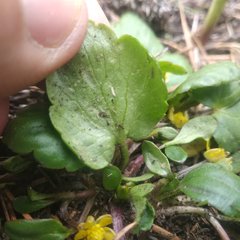 Ranunculus donianus