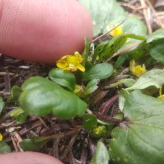 Ranunculus donianus