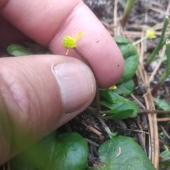 Ranunculus donianus