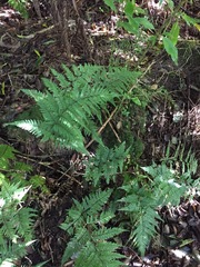 Parapolystichum microsorum pentangulare