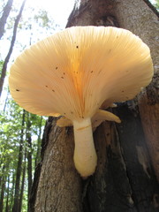 Pleurotus levis