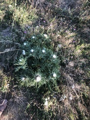 Carlina acaulis