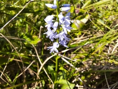 Veronica barrelieri nitens