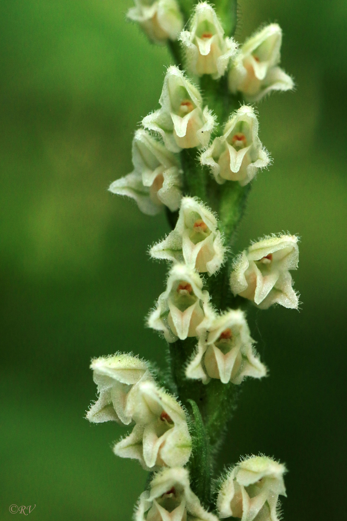 Goodyera