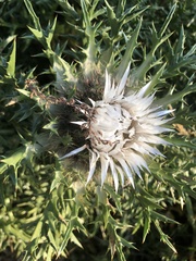 Carlina acaulis