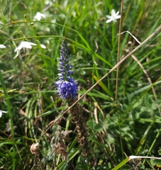 Veronica barrelieri nitens