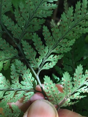 Parapolystichum microsorum pentangulare