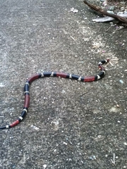 Micrurus surinamensis