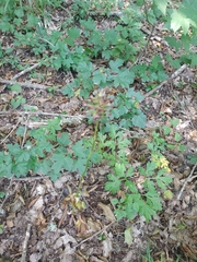 Physospermum cornubiense