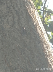 Cicada mordoganensis