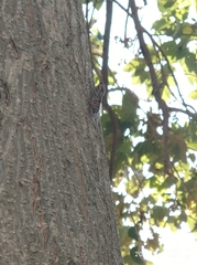 Cicada mordoganensis
