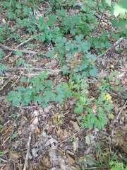 Physospermum cornubiense