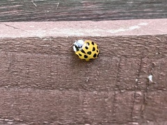 Harmonia axyridis