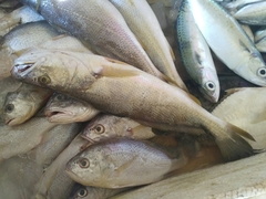Otolithes ruber