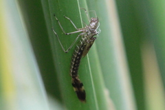 Archilestes californicus