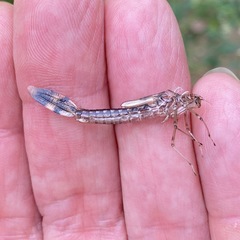 Archilestes californicus