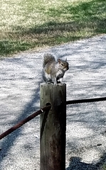 Sciurus carolinensis