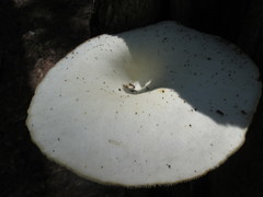 Pleurotus levis