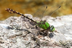 Ophiogomphus westfalli