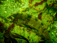 Labrisomus philippii