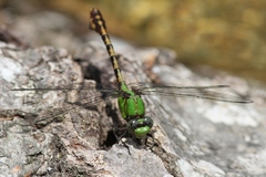 Ophiogomphus westfalli