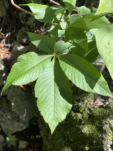 Aesculus pavia