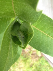 Periclista