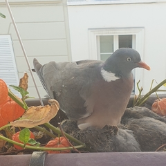 Columba palumbus