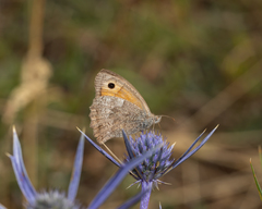 Hyponephele lycaon