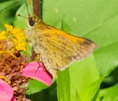 Polites themistocles