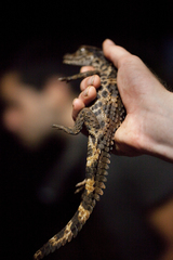 Paleosuchus trigonatus