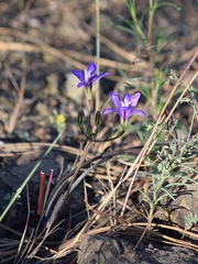 Brodiaea rosea rosea