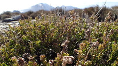 Microdon parviflorus