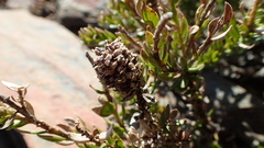 Microdon parviflorus